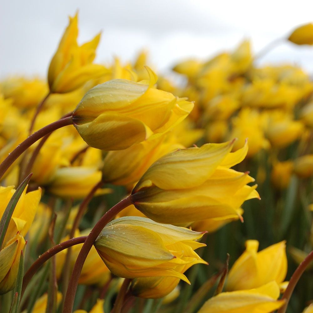 Tulip sylvestris
