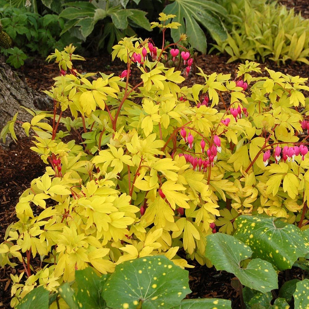 Lamprocapnos spectabilis 'Gold Heart' White Flower Farm