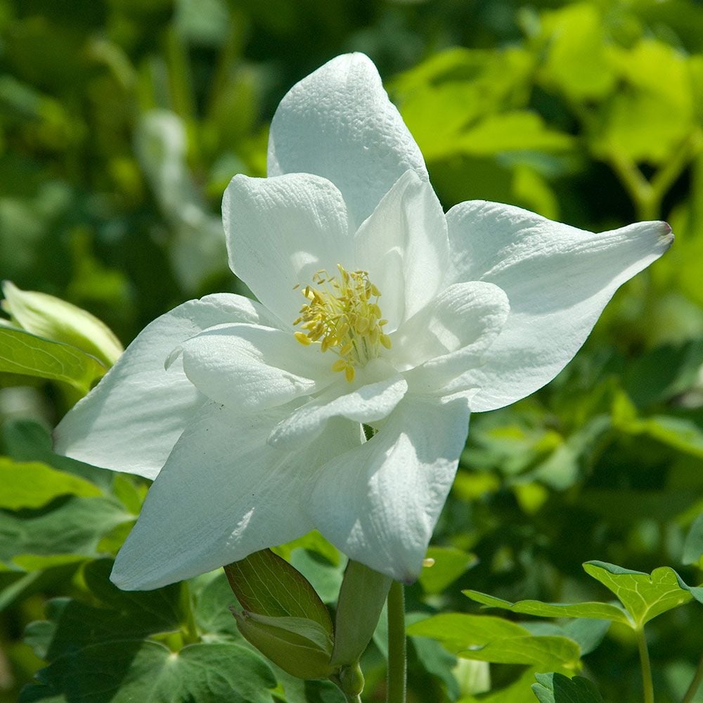aquilegia dove white flower farm