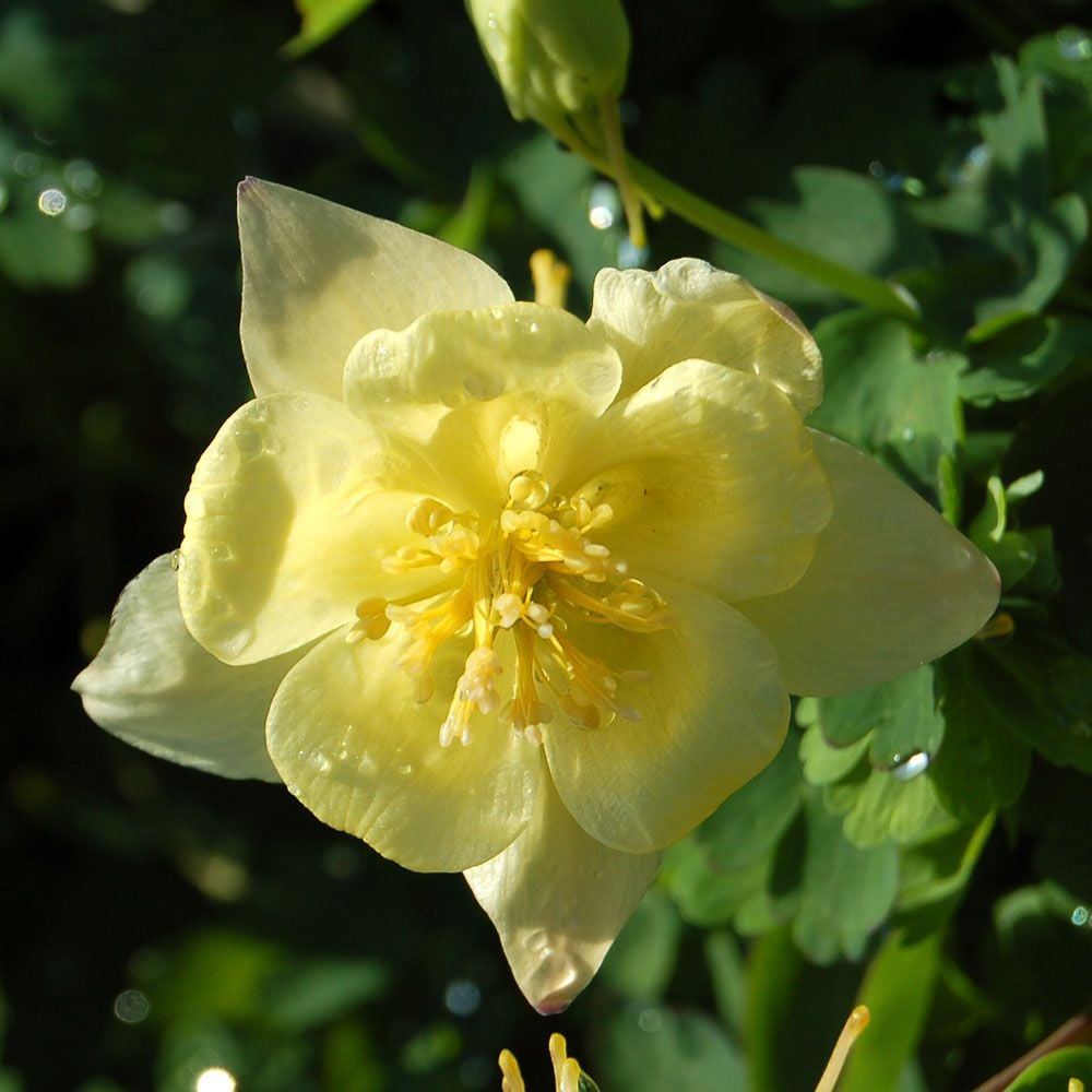 Aquilegia 'Goldfinch'