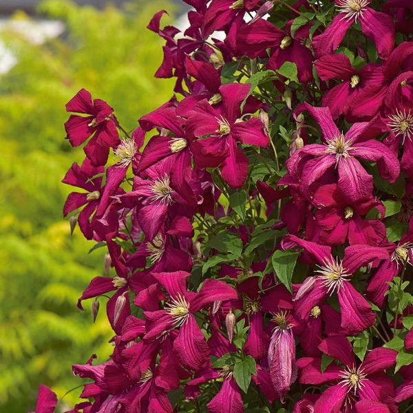 Clematis Rosemoor™ Gardini™ White Flower Farm
