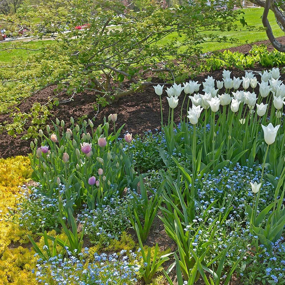 Spring Triumph Tulip, Forget-me-not & Sedum Collection