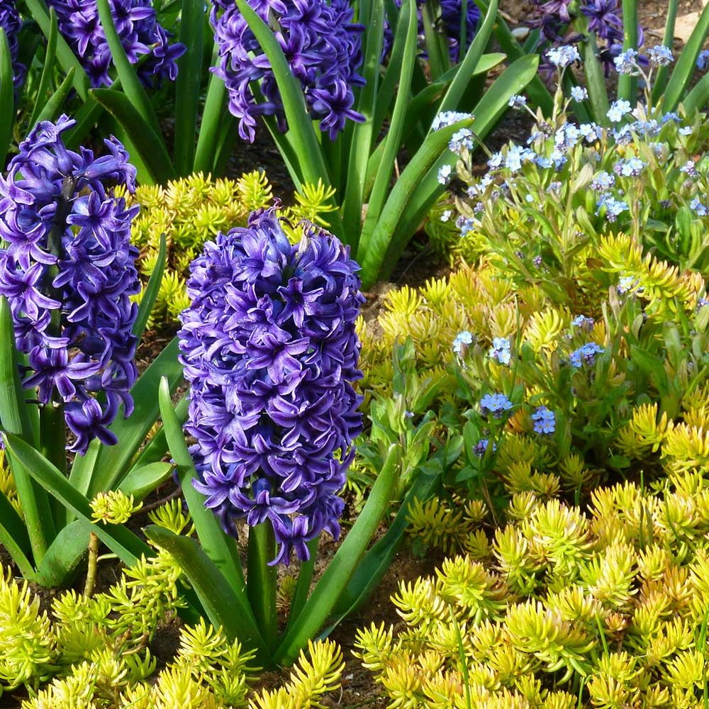 Springtime Sizzle Hyacinth, Forget-me-not & Sedum Collection