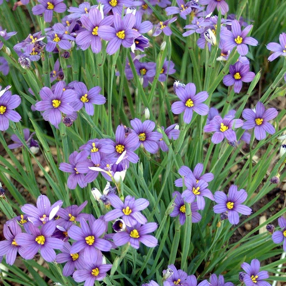 Sisyrinchium angustifolium 'Lucerne'