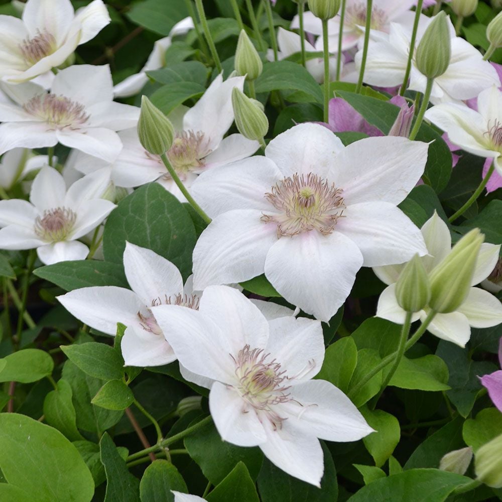 Clematis Corinne™ Boulevard®