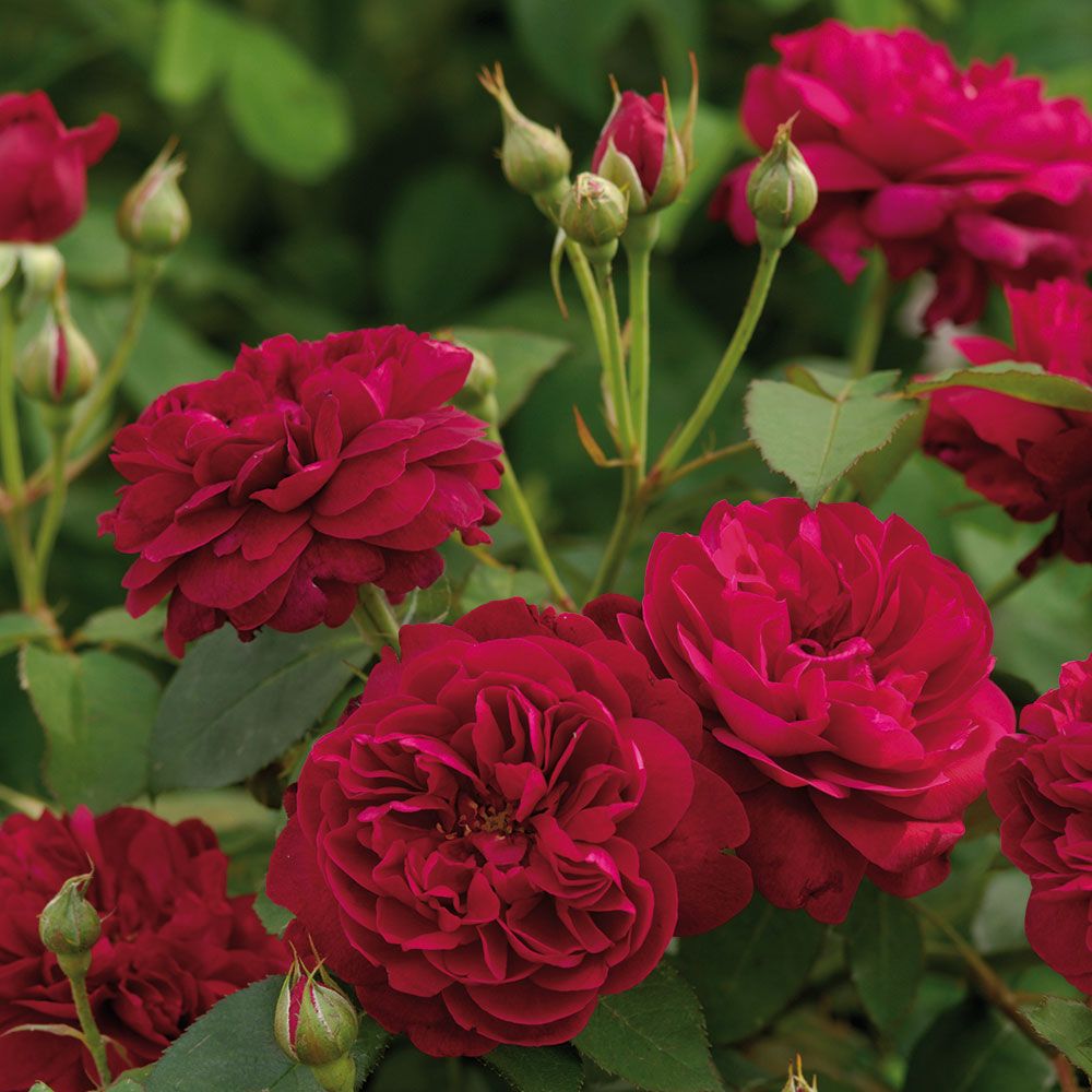 Rose Darcey Bussell White Flower Farm