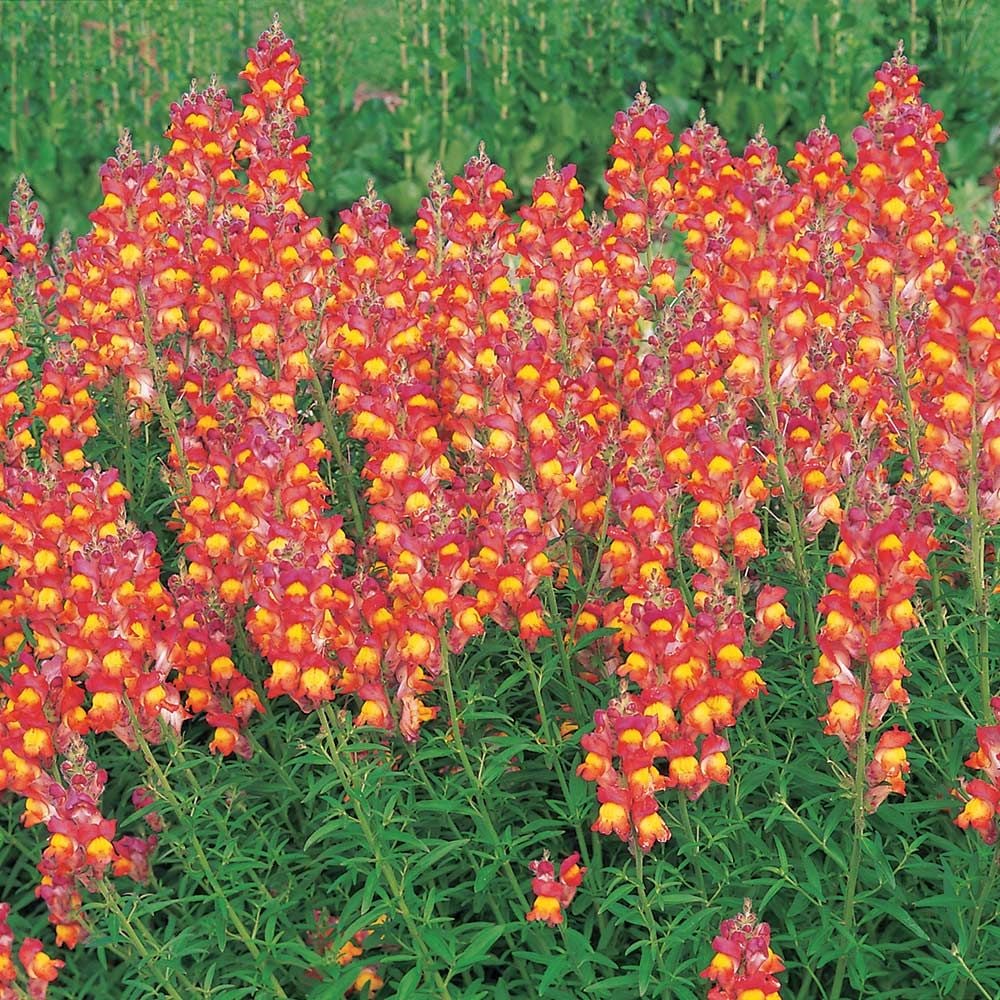 Antirrhinum 'Summer Carnival'