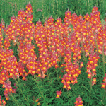 Cutting Garden Perennials