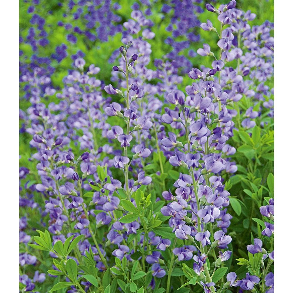 Baptisia australis White Flower Farm