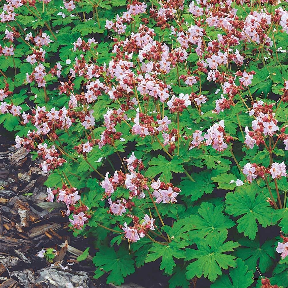 Geranium macrorrhizum 'Ingwersen's Variety'