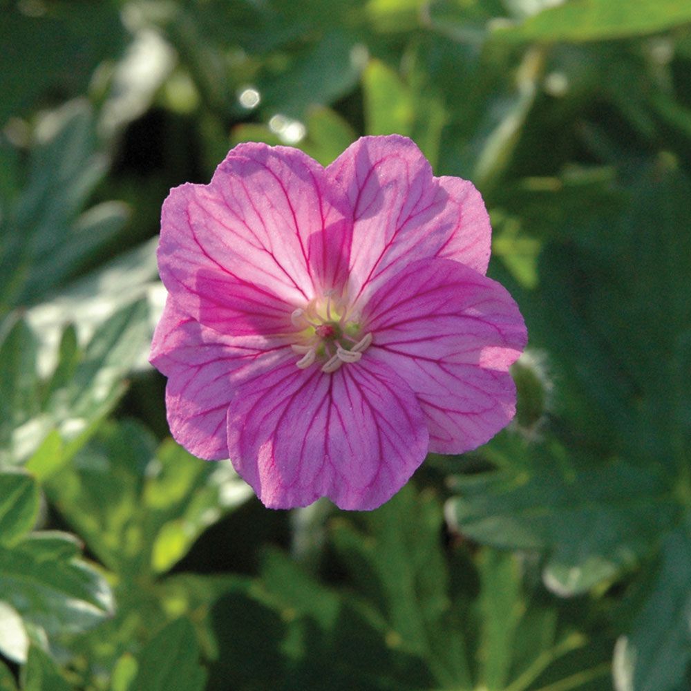 Geranium 'Blushing Turtle'