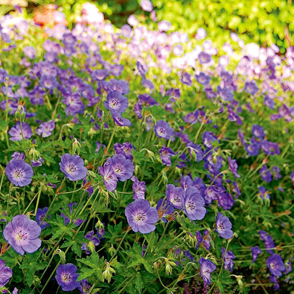 Image of Geranium 'Rozanne'/ Cranesbill (Geranium 'Gerwat' Rozanne) perennial flower