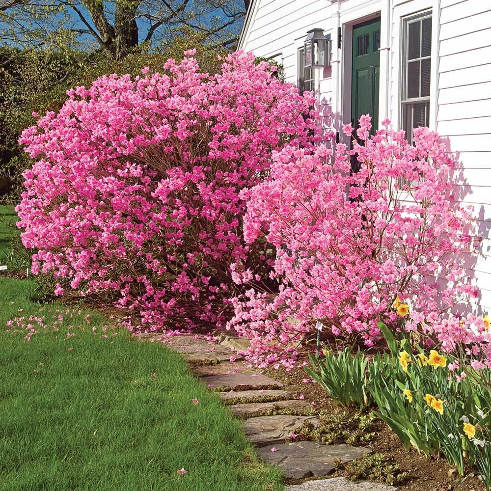 Rhododendron mucronulatum 'Cornell Pink'