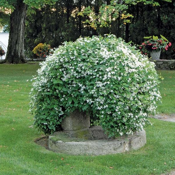 Clematis paniculata White Flower Farm