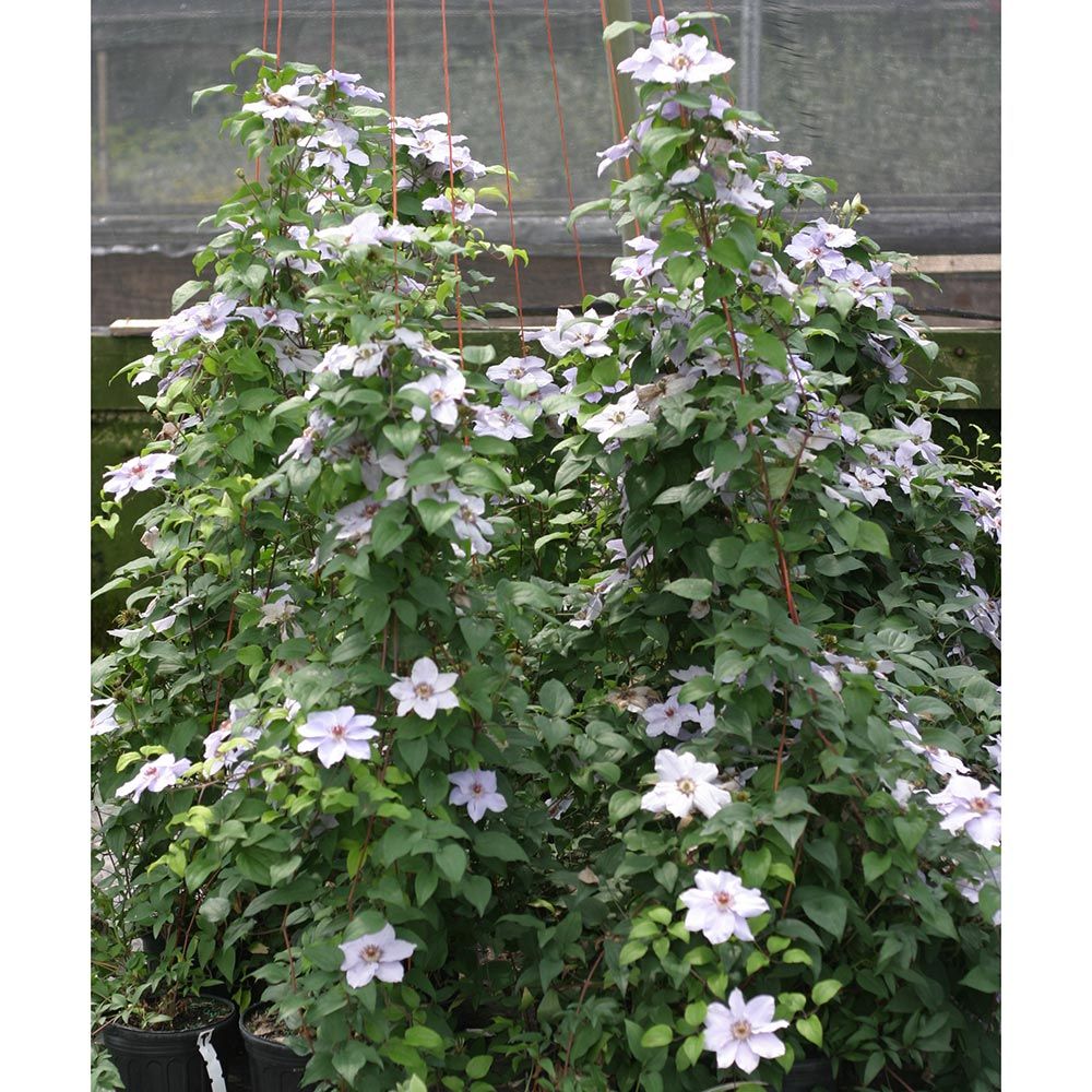 Clematis Still Waters™ White Flower Farm