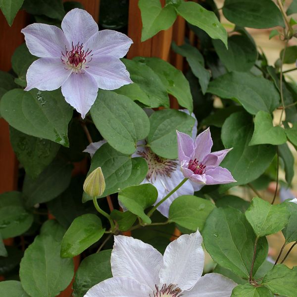 Clematis Still Waters™ White Flower Farm