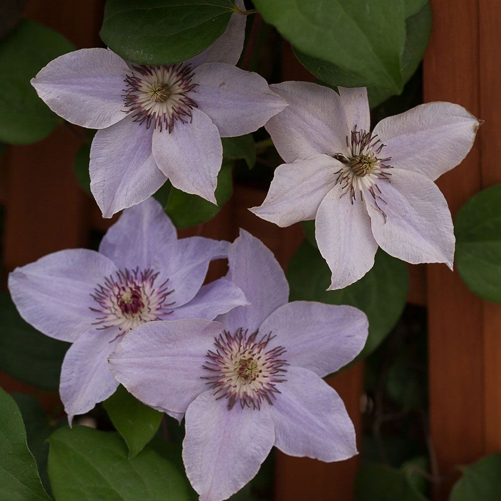 Clematis Still Waters™ White Flower Farm