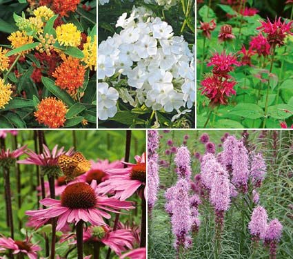 Butterfly Magnet - 11 plants