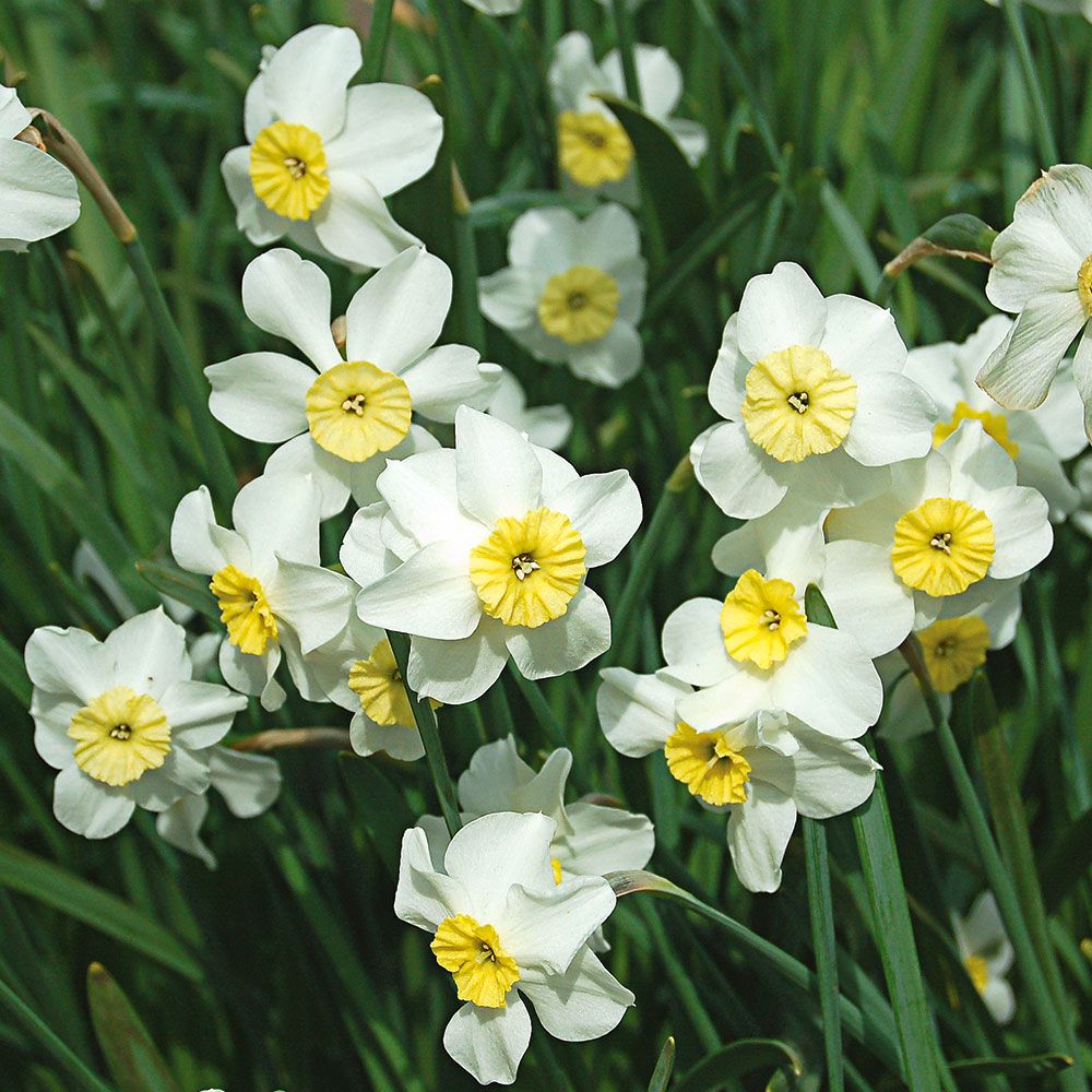Awardwinning Miniature Daffodils White Flower Farm