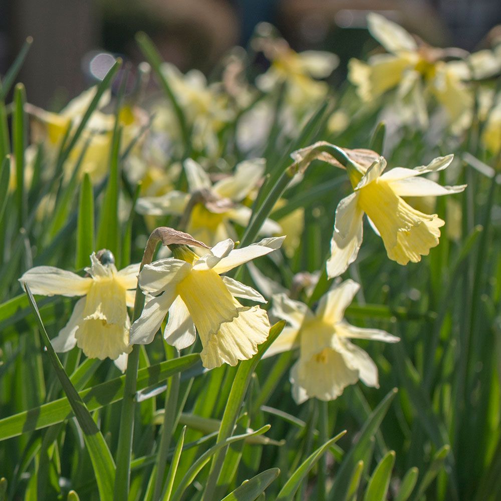Awardwinning Miniature Daffodils White Flower Farm