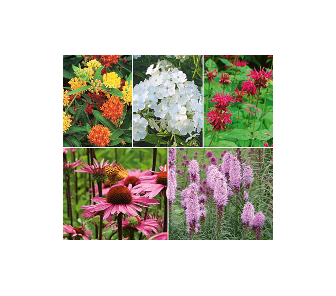 Butterfly 11 plants White Flower Farm