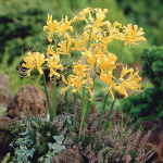  Lycoris aurea