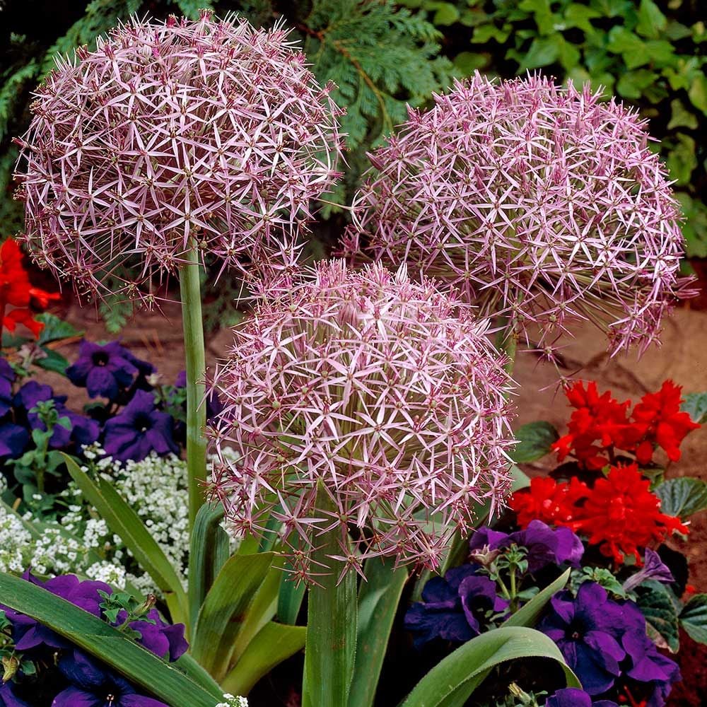 Allium cristophii White Flower Farm