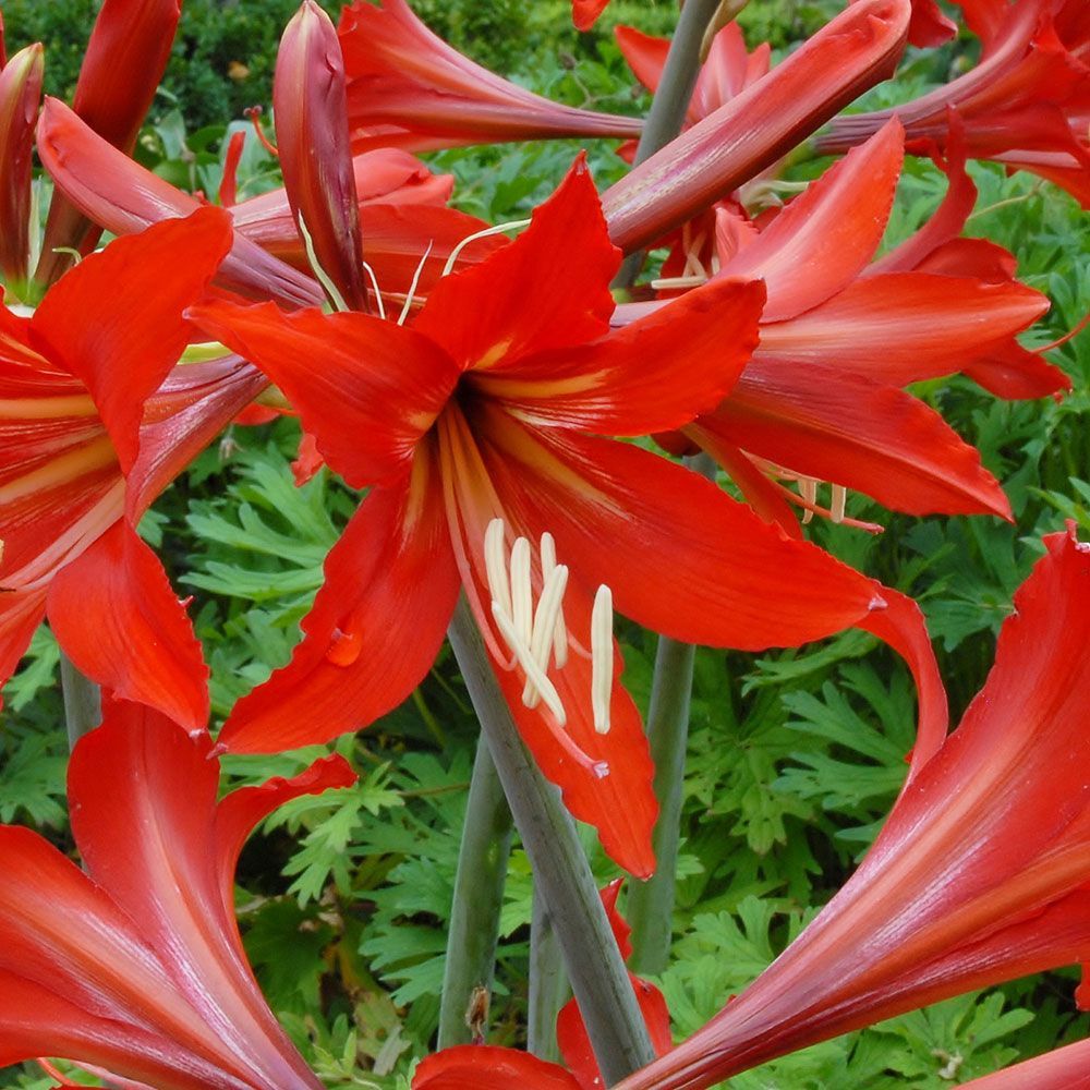 how to grow amaryllis bulbs outdoors