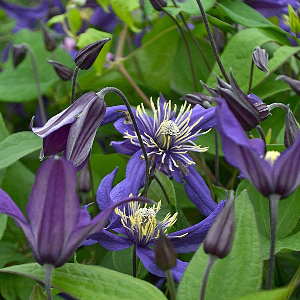 Clematis Petit Faucon™ Victorian™