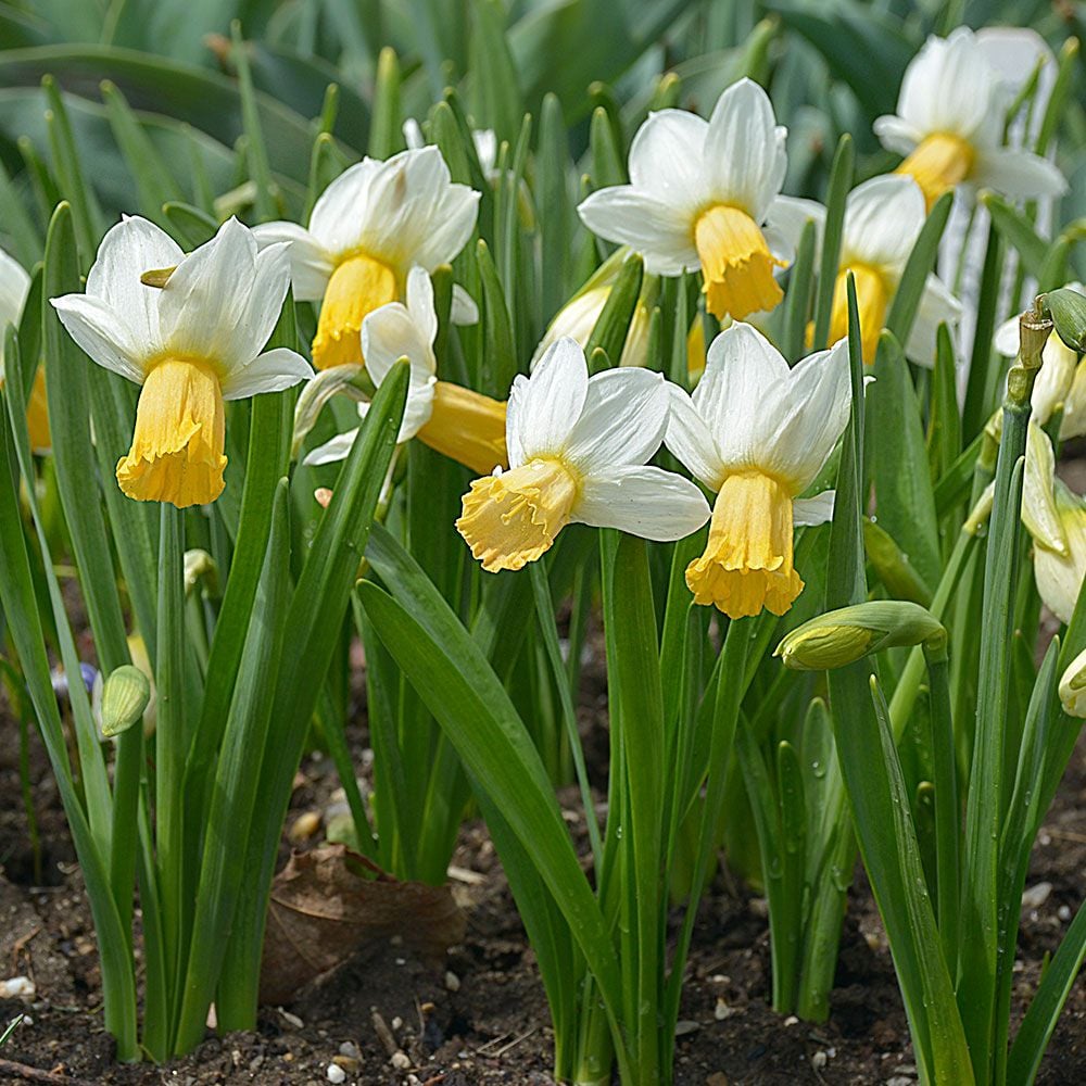 Narcissus 'Winter Waltz'