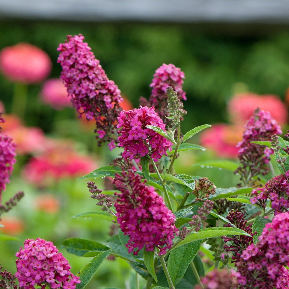 Buddleia 'Miss Molly' White Flower Farm