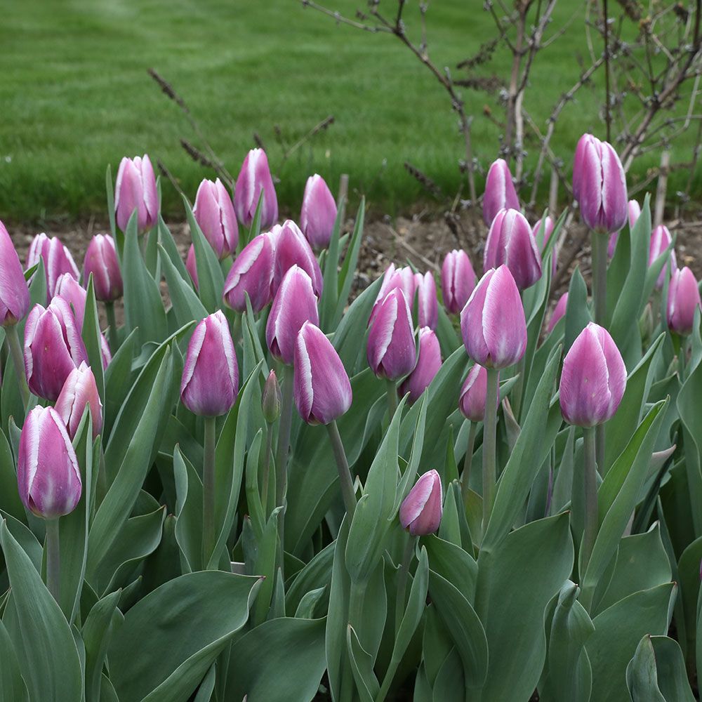 Tulip Synaeda Blue White Flower Farm