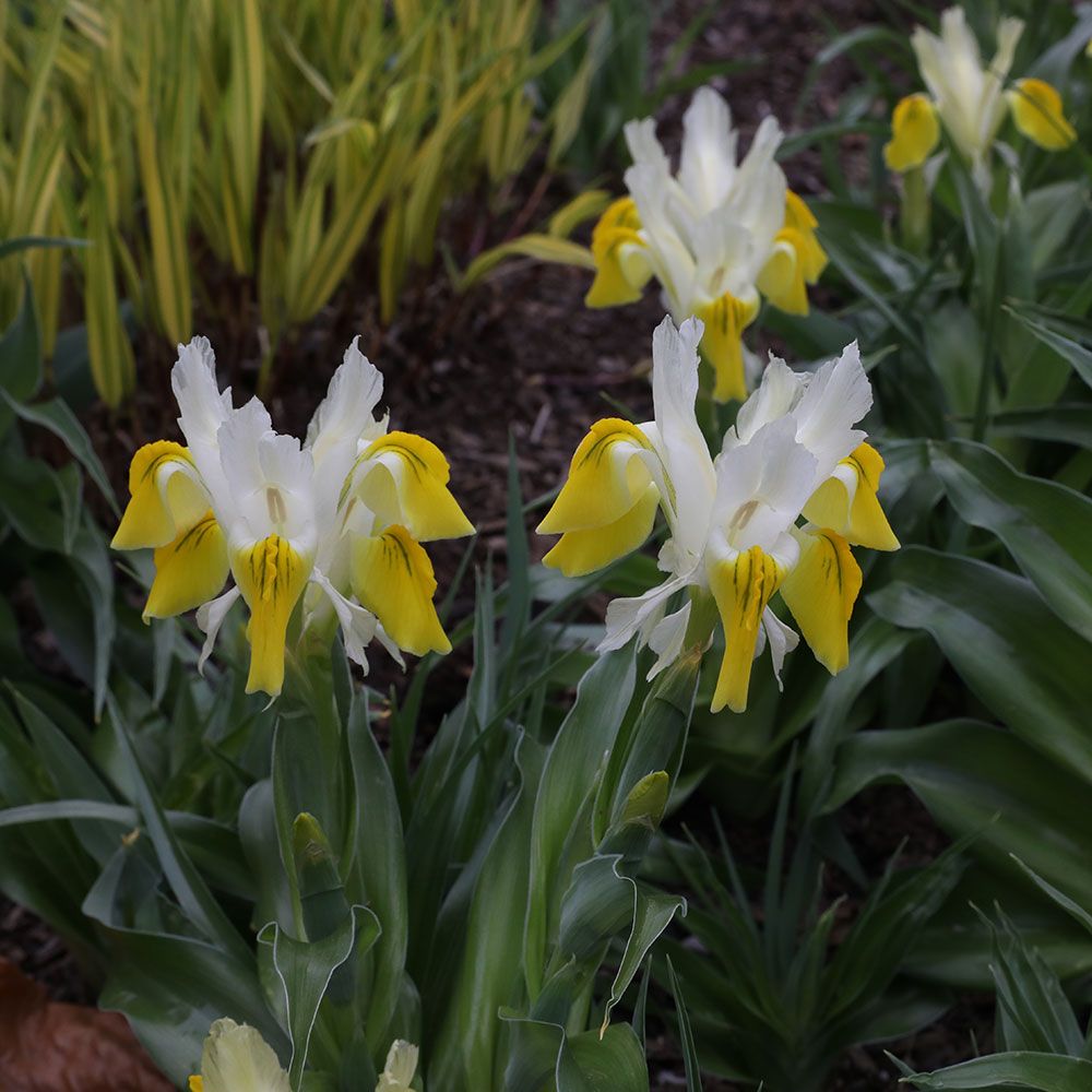 Iris bucharica White Flower Farm