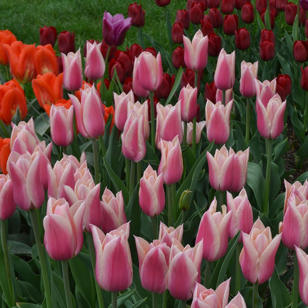 Tulip 'Sanne' White Flower Farm