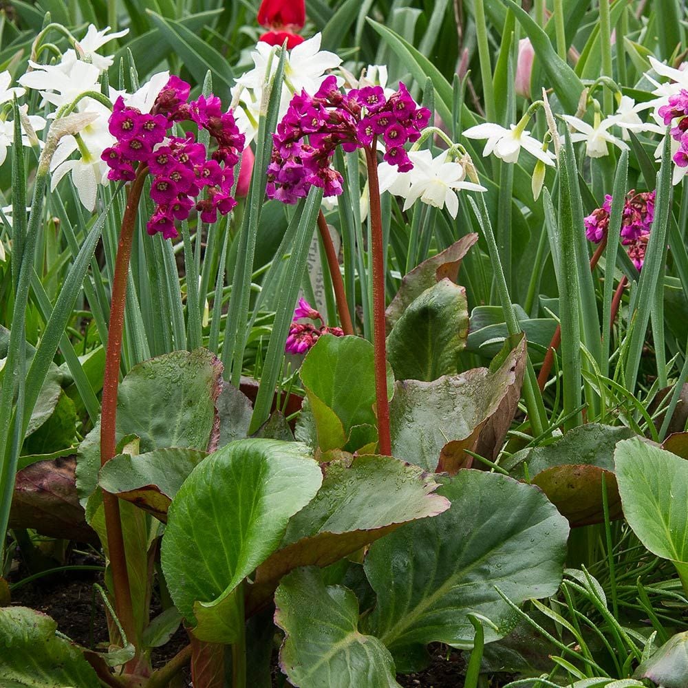 Bergenia Cordifolia Winter Glow White Flower Farm