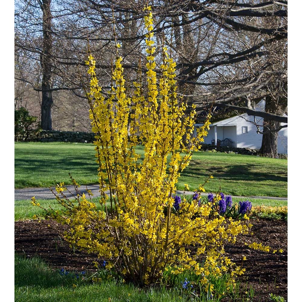 Forsythia x intermedia Show OffÂ® | White Flower Farm