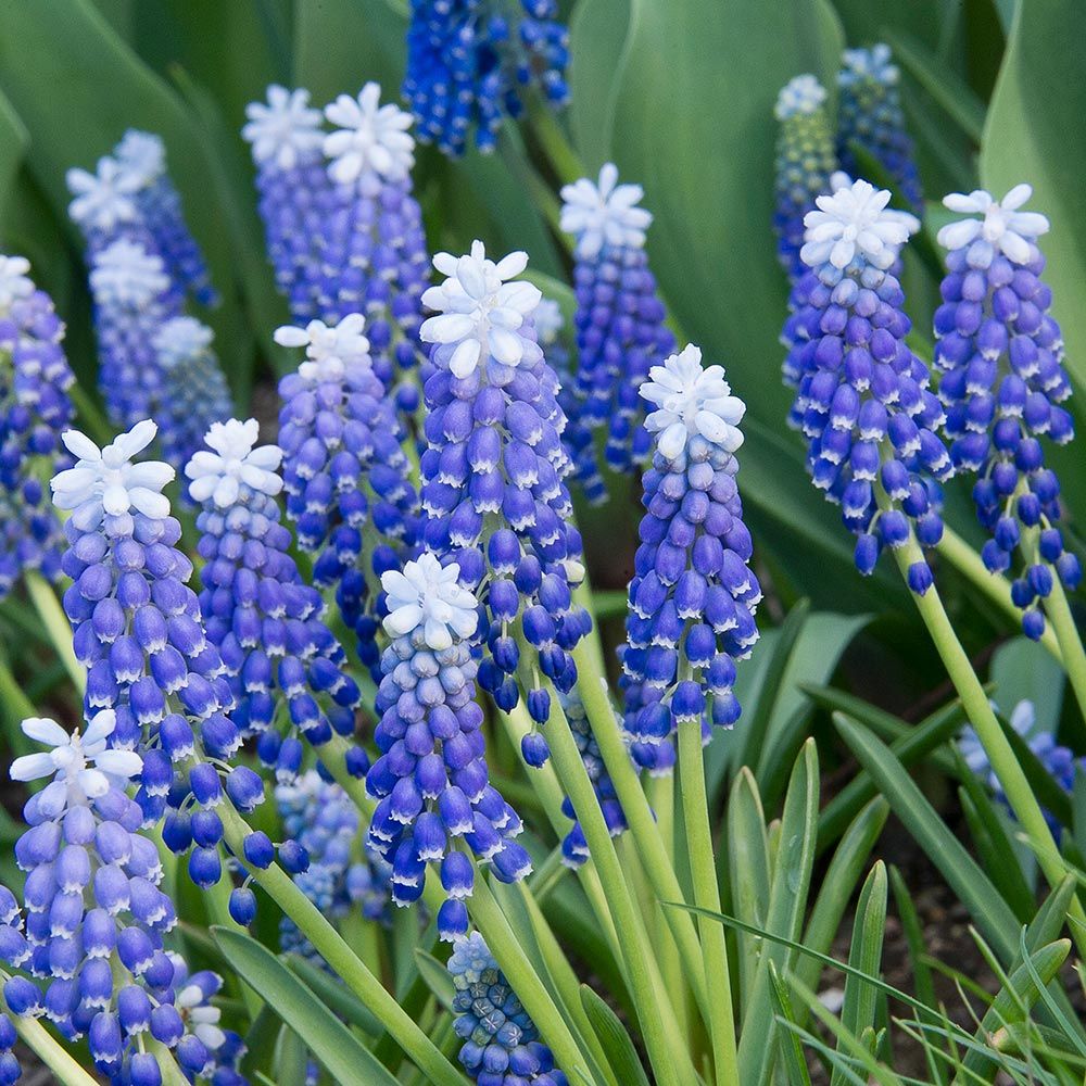 Muscari armeniacum Helena White Flower Farm