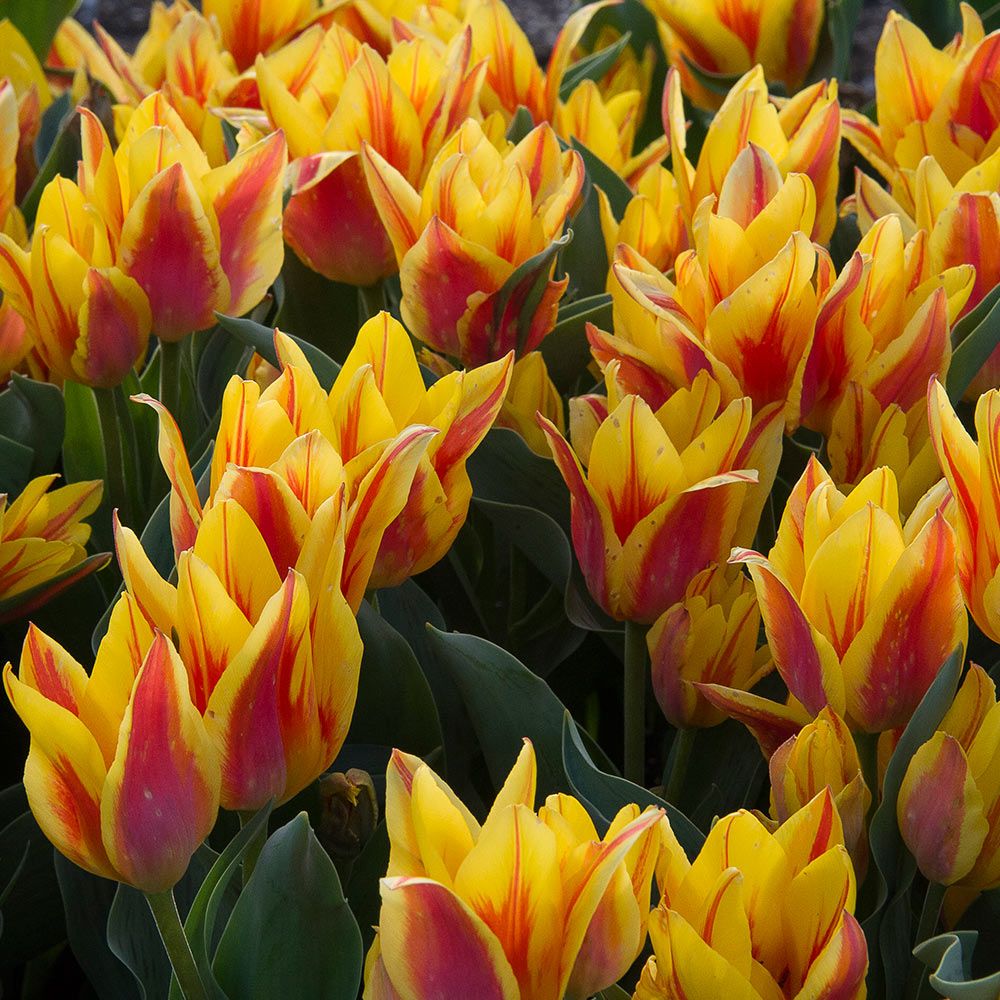 Tulip Winnipeg White Flower Farm