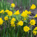  Narcissus 'Oxford Gold' (12 bulbs per bag)