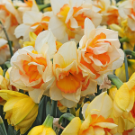  Narcissus 'Sweet Ocean'