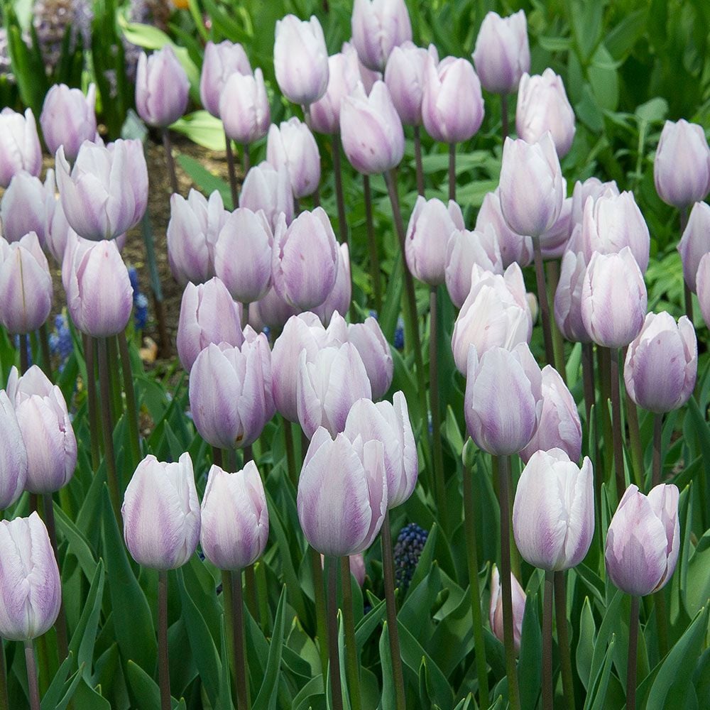 Tulip 'Silver Cloud'