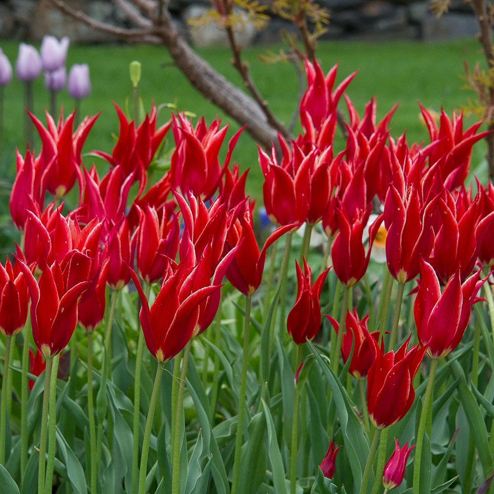Tulip Aladdin | White Flower Farm