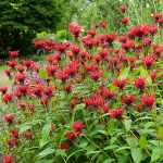  Monarda 'Jacob Cline'