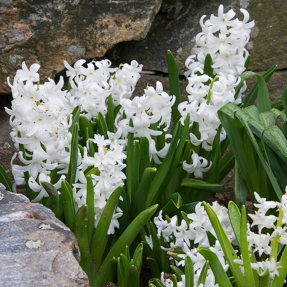 Hyacinthus orientalis 'Carnegie'