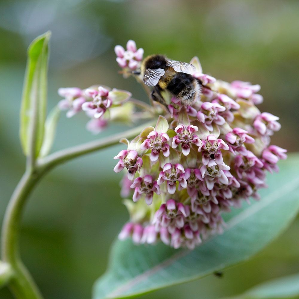 Asclepias syriaca