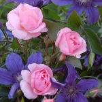 Knock Out® Roses