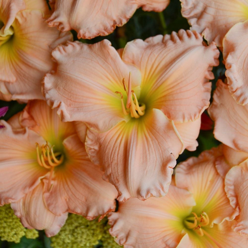 Hemerocallis (Daylily) 'Sweet Tart' White Flower Farm