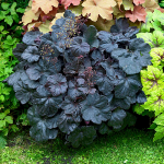  Heuchera 'Obsidian'