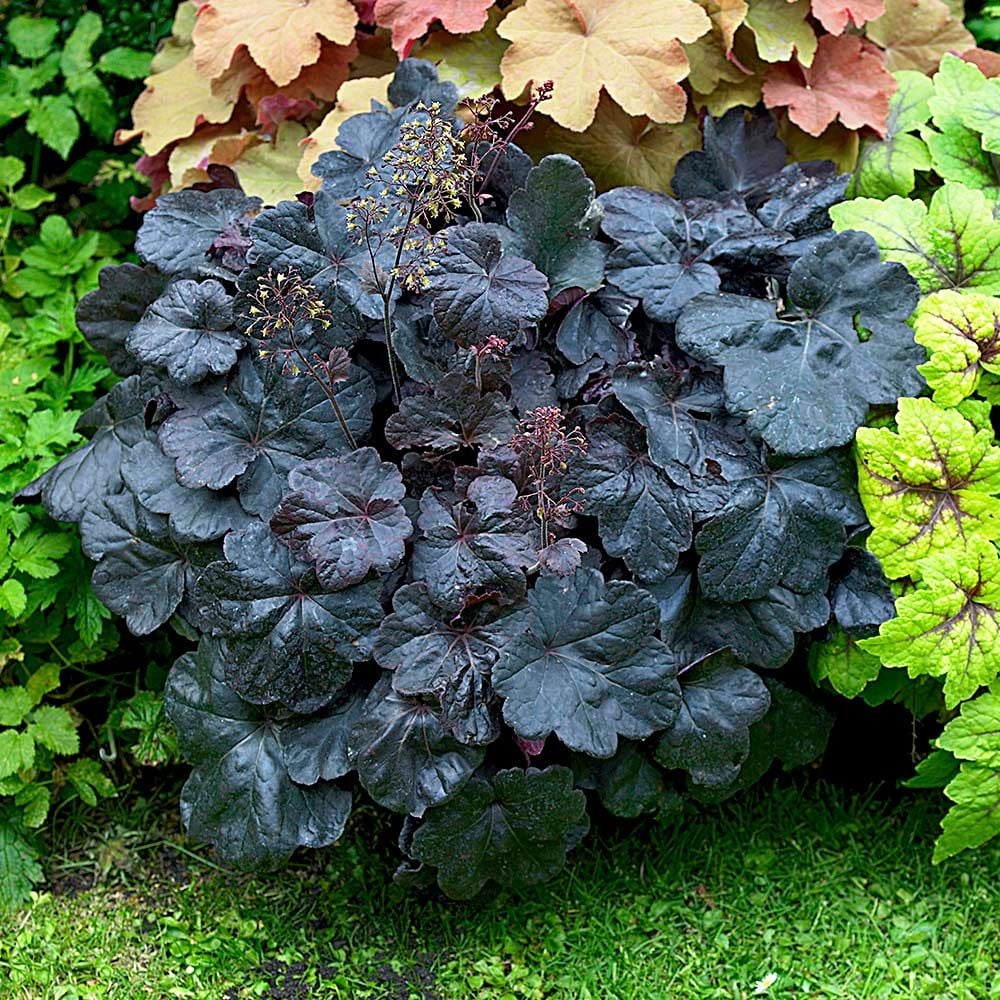 Heuchera 'Obsidian'