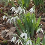  Galanthus elwesii